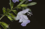 Apalachicola false rosemary